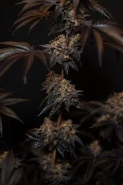 Papayton™ – product view 3