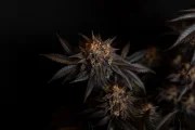 Papayton™ – product view 4