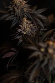 Papayton™ – product view 5