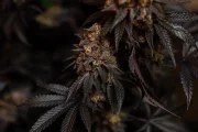Papayton™ – product view 7