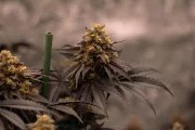 Papayton™ – product view 10