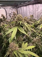 Biscotti Gelato™ – product view 3
