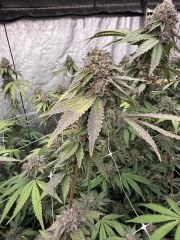Biscotti Gelato™ – product view 4