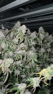 Biscotti Gelato™ – product view 5