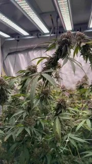 Biscotti Gelato™ – product view 6