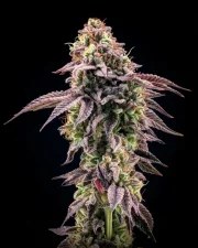 Biscotti Gelato™ – product view 7
