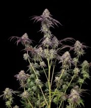 Biscotti Gelato™ – product view 8