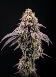 Biscotti Gelato™ – product view 9