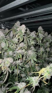 Biscotti Gelato™ – FastBuds – Feminized