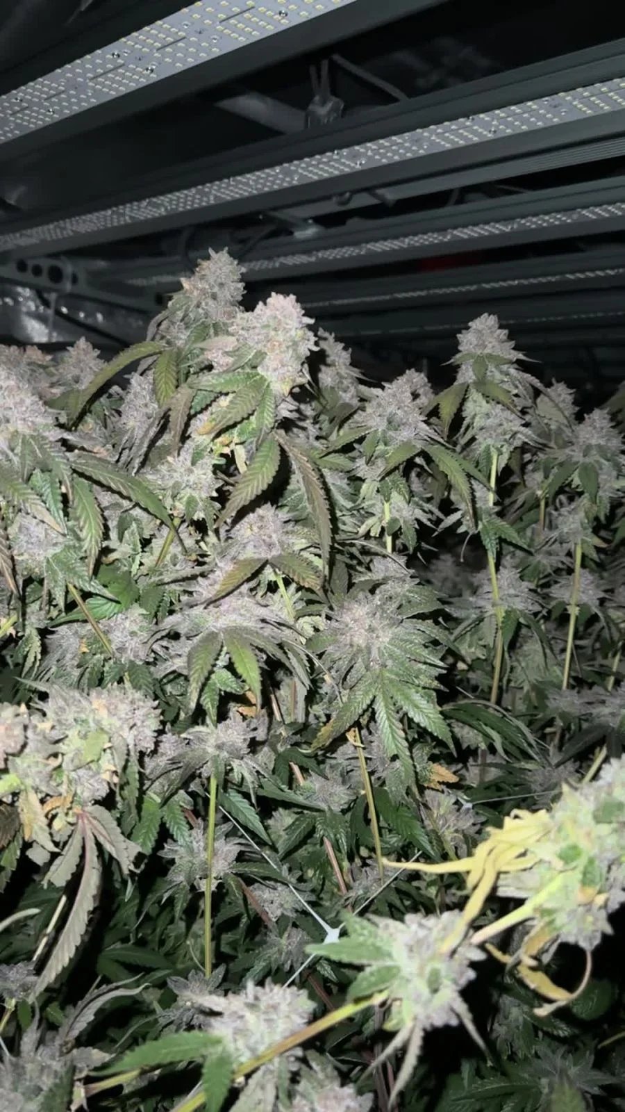 Biscotti Gelato™ – FastBuds – Feminized