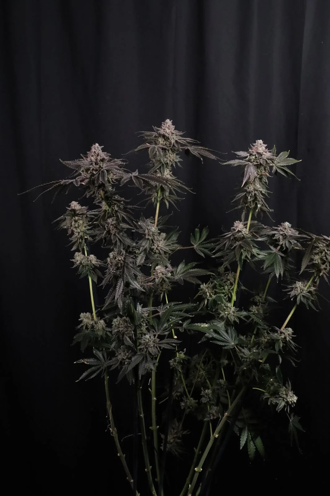 Z42™ – FastBuds – Feminized