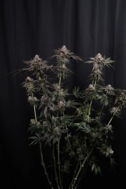 Z42™ – FastBuds – Feminized