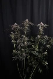 Z42™ – product view 2