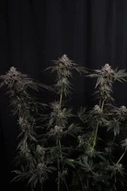 Z42™ – product view 3