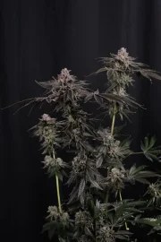 Z42™ – product view 4
