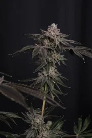 Z42™ – product view 5