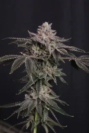Z42™ – product view 6