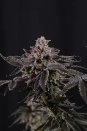 Z42™ – product view 7