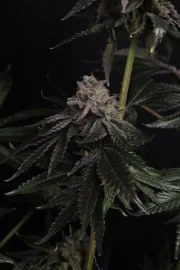 Z42™ – product view 8