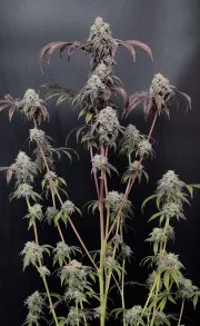 Garlic Mint Sherbet™ – product view 2