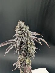 Garlic Mint Sherbet™ – product view 3