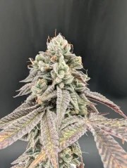 Garlic Mint Sherbet™ – product view 4