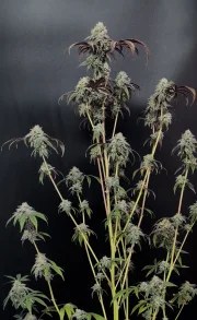 Garlic Mint Sherbet™ – product view 5