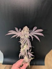 Garlic Mint Sherbet™ – product view 6