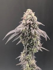 Garlic Mint Sherbet™ – product view 7