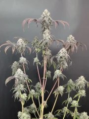 Garlic Mint Sherbet™ – product view 8