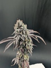 Garlic Mint Sherbet™ – FastBuds – Feminized
