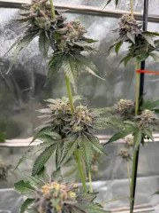Gary Sherbet™ – product view 3