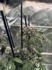 Gary Sherbet™ – product view 5