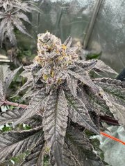 Gary Sherbet™ – FastBuds – Feminized