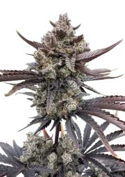 Banana Purple Punch Auto RF3™ – product view 1