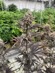 Banana Purple Punch Auto RF3™ – product view 3