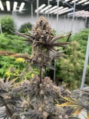 Banana Purple Punch Auto RF3™ – product view 4
