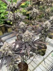 Banana Purple Punch Auto RF3™ – product view 5