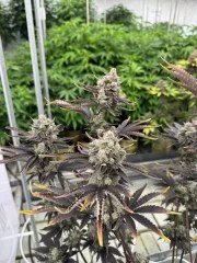 Banana Purple Punch Auto RF3™ – product view 6