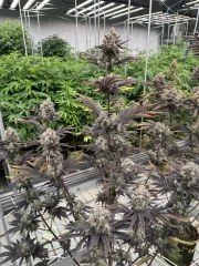 Banana Purple Punch Auto RF3™ – product view 7