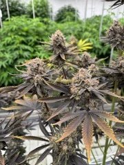Banana Purple Punch Auto RF3™ – product view 8
