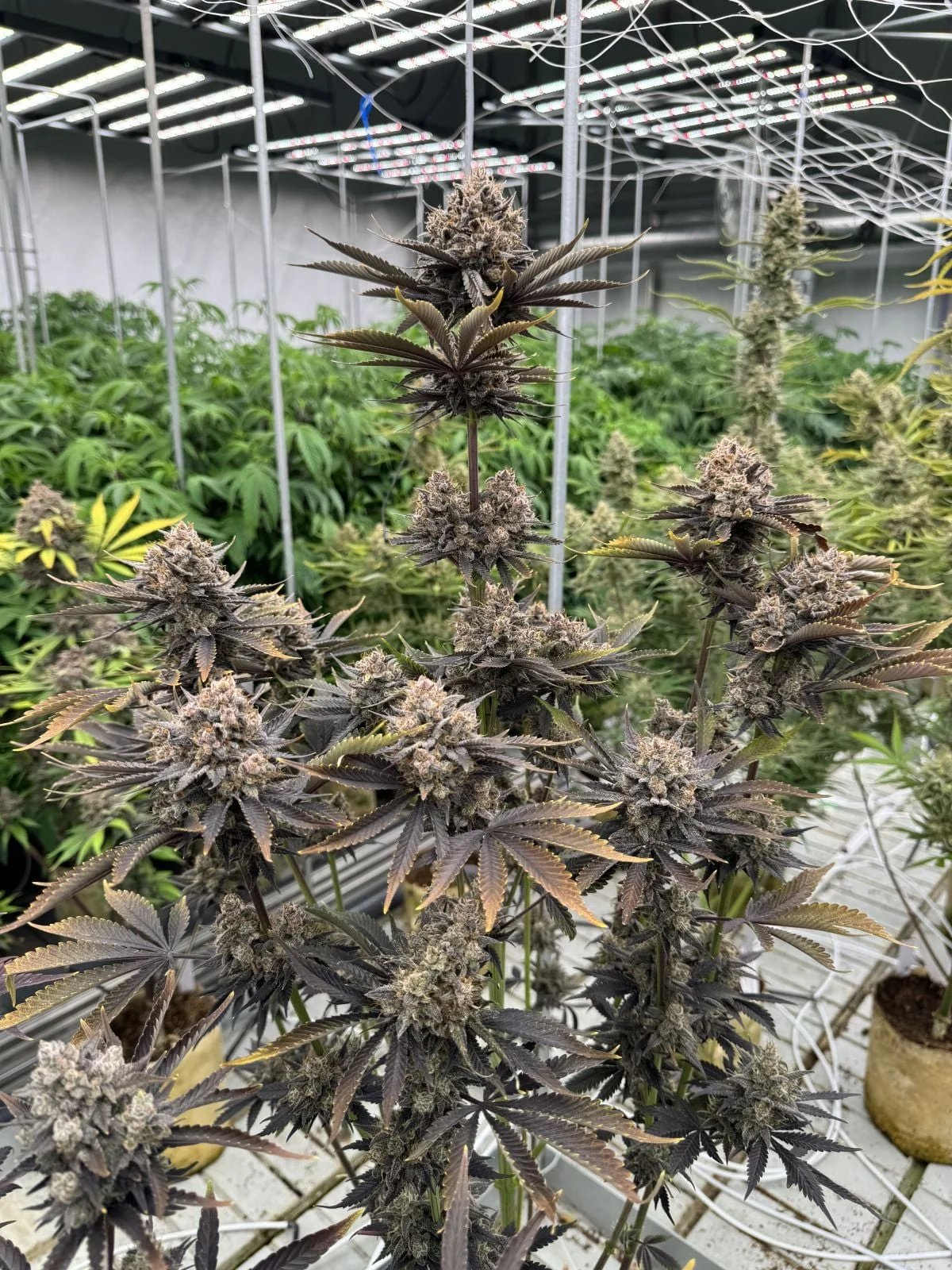 Banana Purple Punch Auto RF3™ – FastBuds – Autoflowering
