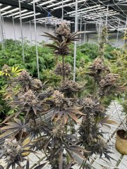 Banana Purple Punch Auto RF3™ – FastBuds – Autoflowering