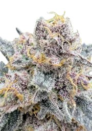 Cherry Cola Auto RF3™ – product view 1