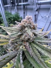 Cherry Cola Auto RF3™ – product view 2