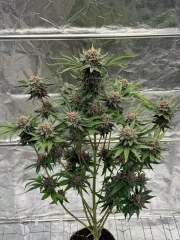 Cherry Cola Auto RF3™ – product view 3