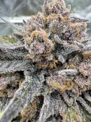 Cherry Cola Auto RF3™ – product view 4