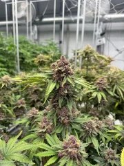 Cherry Cola Auto RF3™ – product view 5