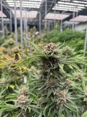 Cherry Cola Auto RF3™ – product view 6