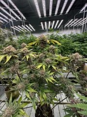 Cherry Cola Auto RF3™ – product view 7